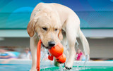 Summer Fun: Essential Water Toys For Your Active Dog