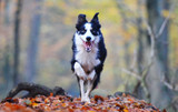 Health Benefits of Canine Fitness & Conditioning