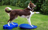 Canine Rehab & Mobility: Building a Plan & Equipment to Get Started