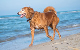 Importance Of Mental Stimulation For Senior Dogs