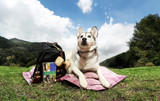 Utilizing Dog Training Education Materials