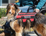 National Service Dog Month: How Service Dogs Support Their Handlers