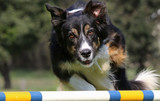 Dog Competition Basics: What You Need to Know 