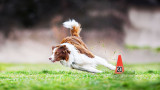 Canine Rally: Take Dog Training To The Next Level