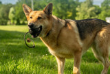 The Most Underrated Things in Your Dog Bag