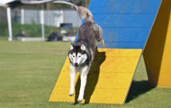 AKC-Approved Products: Essential Gear for Dog Competition Success
