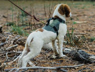 Affordable Upgrades for Better Walks