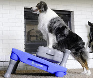 All About Obedience: Everyday Skills and Competitive Sport