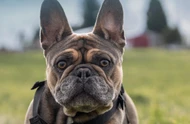 Choosing Gear for Small Dogs: Built to Fit, Ready to Go