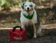 First Aid for Active Dogs: What Every Dog Owner Should Pack