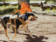 Fall Paw and Coat Care for Active Dogs