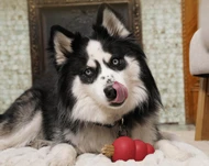 Finding Your Dog’s Favorite Reward