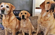 Featured Paws: Courtney McCullough, Birdie & "Crew"