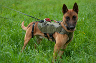 How to Choose the Right Harness for Your Dog’s Activities