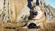 How to Choose Toys Based on Your Dog’s Personality
