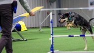 Agility Gear for Beginners on a Budget