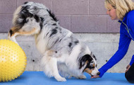 Winter Woes? Indoor Dog Training Made Easy!