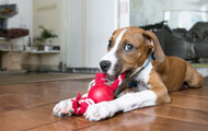 The Best Tug Toys for Dogs