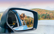 Dog Travel Tips: How To Prepare for Long-Distance Adventures