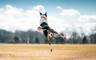 Canine Injury Prevention: Safeguarding Your Furry Athlete