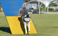 Mastering the Dog Agility A-Frame: A Beginner's Training Guide