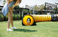 Small Dog Agility: Overcoming Size Challenges