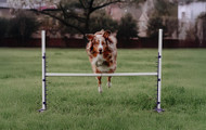 Obedience Jump Equipment: High Jump, Bar Jump, and Broad Jump Essentials
