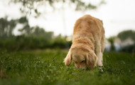 Scent Containers for AKC Scent Work: Types and Uses