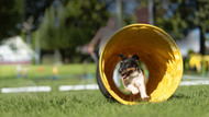 Dog Tunnel Play: Have Fun While Training For Agility