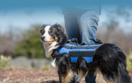 Why Every Owner Needs a Harness for Dogs