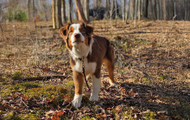 Choosing the Right Rally Equipment: Leashes, Materials, Lengths, and Styles for Optimal Performance