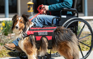Getting a Service Dog? We Have Supplies to Make Your Life Easier!