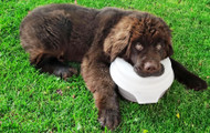 The Buddy Bowl: A Must-Have Water Bowl For All Dogs