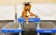Elevate Your Training: Dog Training Platforms & Pause Tables