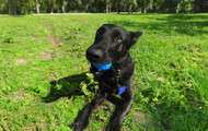 Playtime Just Got Better With The Ball-On-A-Rope Toy