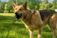 The Most Underrated Things in Your Dog Bag