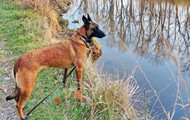 Featured Paws: Diana Stromley & Ryn