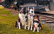 Featured Paws: Brooke Pogue w/ Aniyu, Karma & Eva