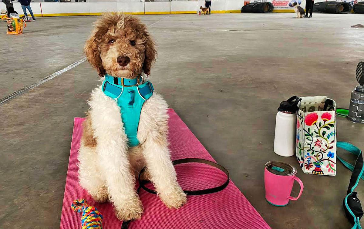 Featured Paws Paige Emily & Paavo J&J Dog Supplies