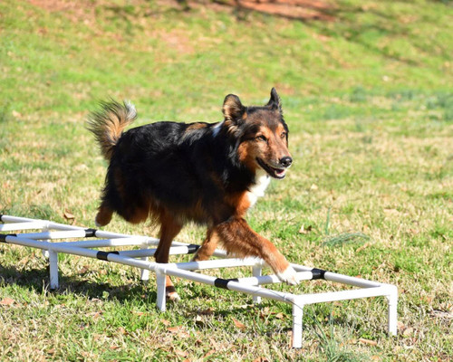 Better Sporting Dogs Agility Ladder lifestyle BSD-LADDER
