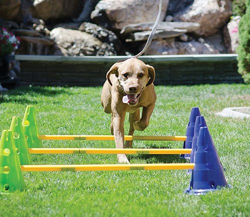 FitPAWS CanineGym® Dog Agility Set