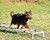 Better Sporting Dogs Agility Ladder lifestyle BSD-LADDER