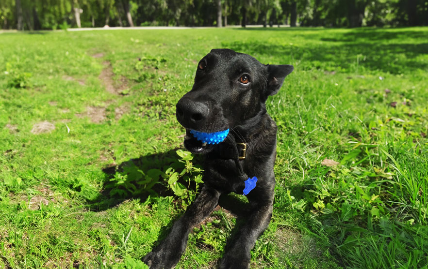 Mental Stimulation for Senior Dogs: Tips to Keep Older Dogs Busy · The  Wildest