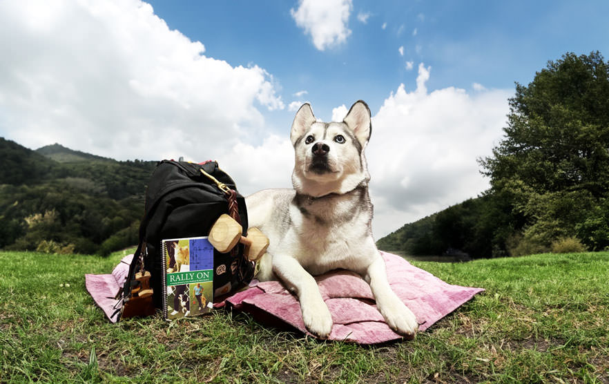 Mental Stimulation for Senior Dogs: Tips to Keep Older Dogs Busy · The  Wildest