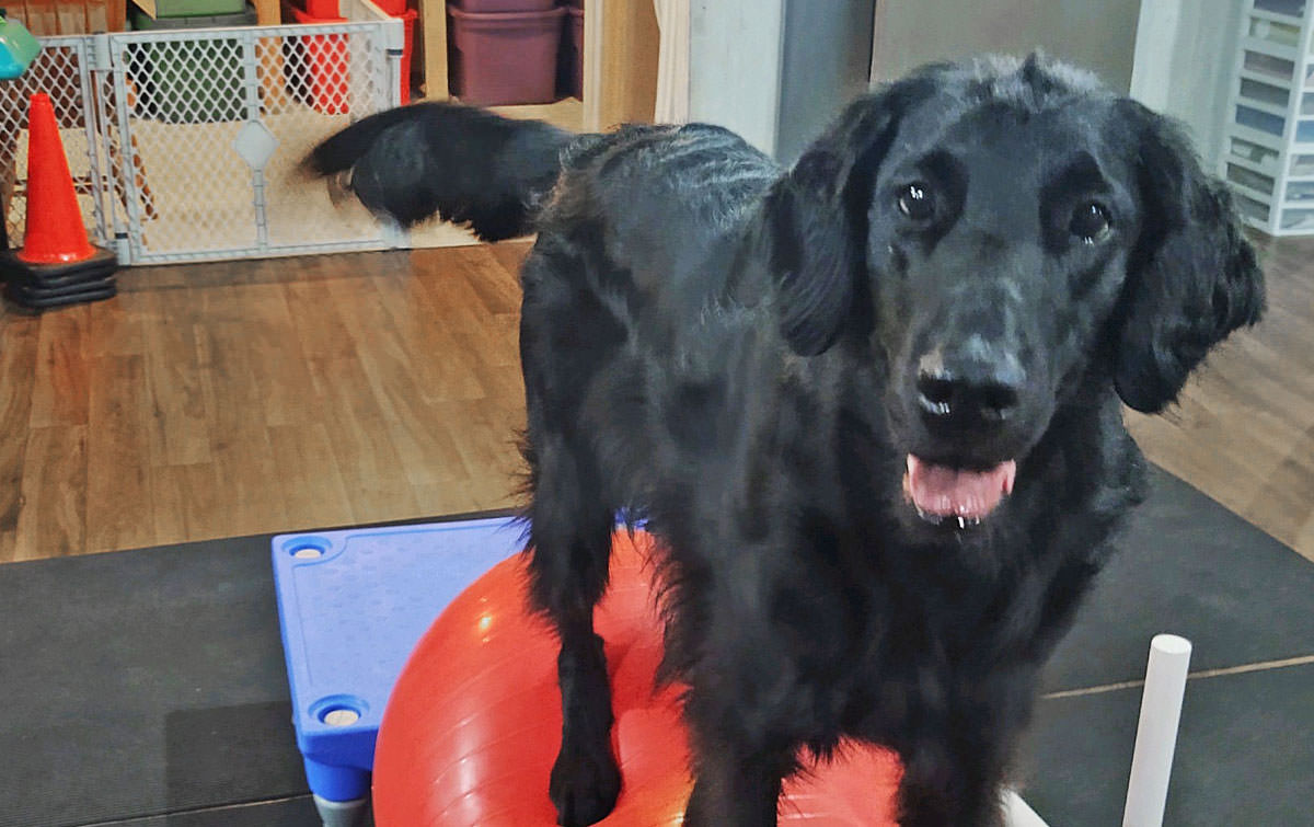 Featured Paws Maureen Arndt & Fergie J&J Dog Supplies