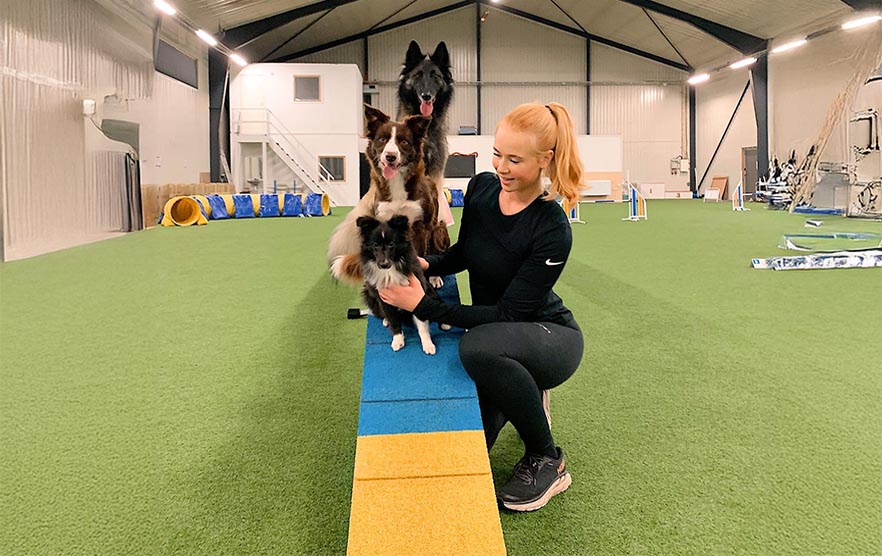 Pre-Competition Checklist: Essential Gear for Agility Trials - J&J Dog ...