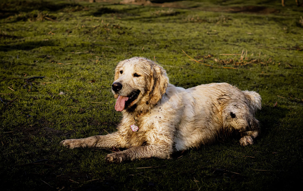 Doing Your Best To Stay Clean, From Your Muddy Pup This Spring J&J Dog Supplies