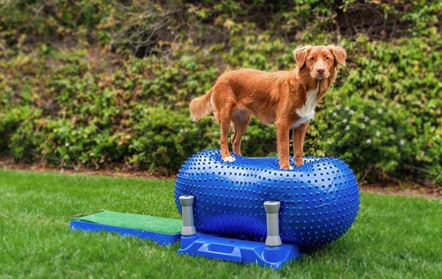 The Art of Handling Skills Every Dog Handler Should Master J&J Dog Supplies