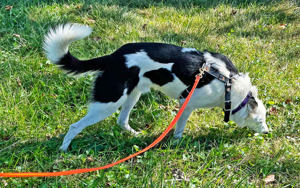 Sports With your Dog: Nosework and Selective Scent Detection