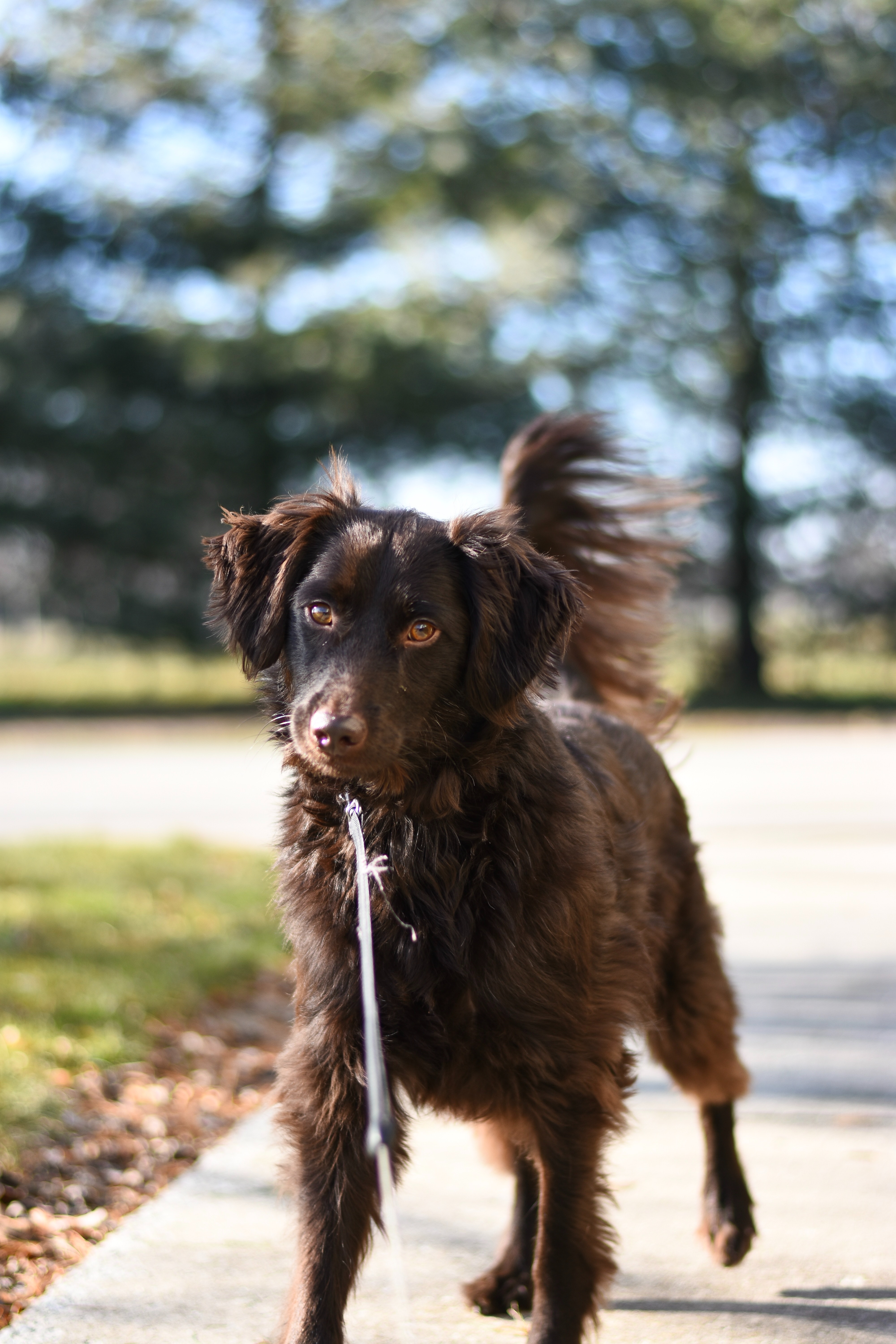 dog on leash